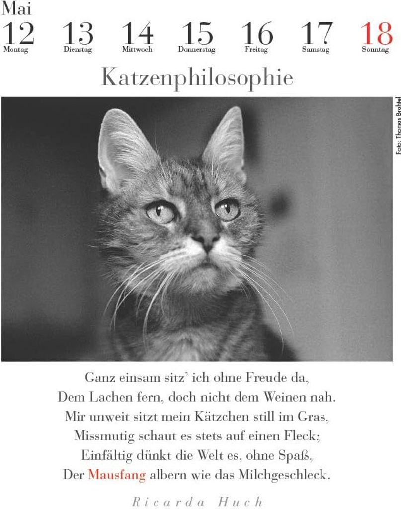 Der literarische Katzenkalender 2025 Produktbild 3