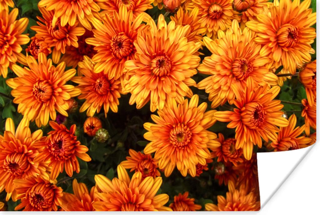 MuchoWow Poster Blumen - Orange - Chrysantheme 30x20 cm - Plakate - Print