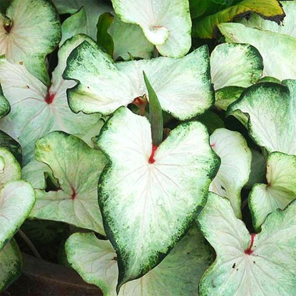 Caladium Knolle bunt Buntblätter Kaladien Buntwurz Kaladium White Wing 1 St.