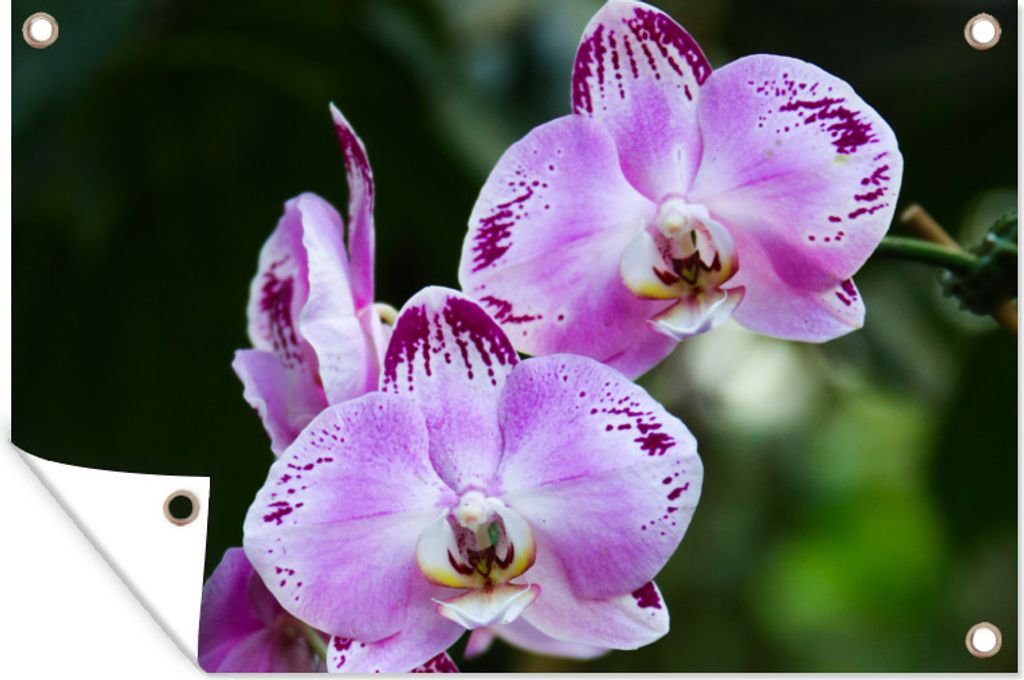 MuchoWow 60x40 cm Outdoor-Poster Gartendeko Sichtschutz Garten Poster für den Garten Blühende Orchideen