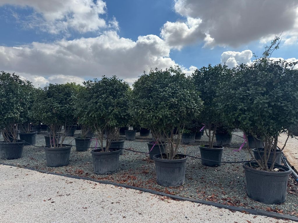 Sunny Tree - Photinia Fraseri Red Robin – Mehrstämmiger Parachute-Baum – 220 cm – Immergrün, Winterhart, Premium Garten- & Kübelpflanze