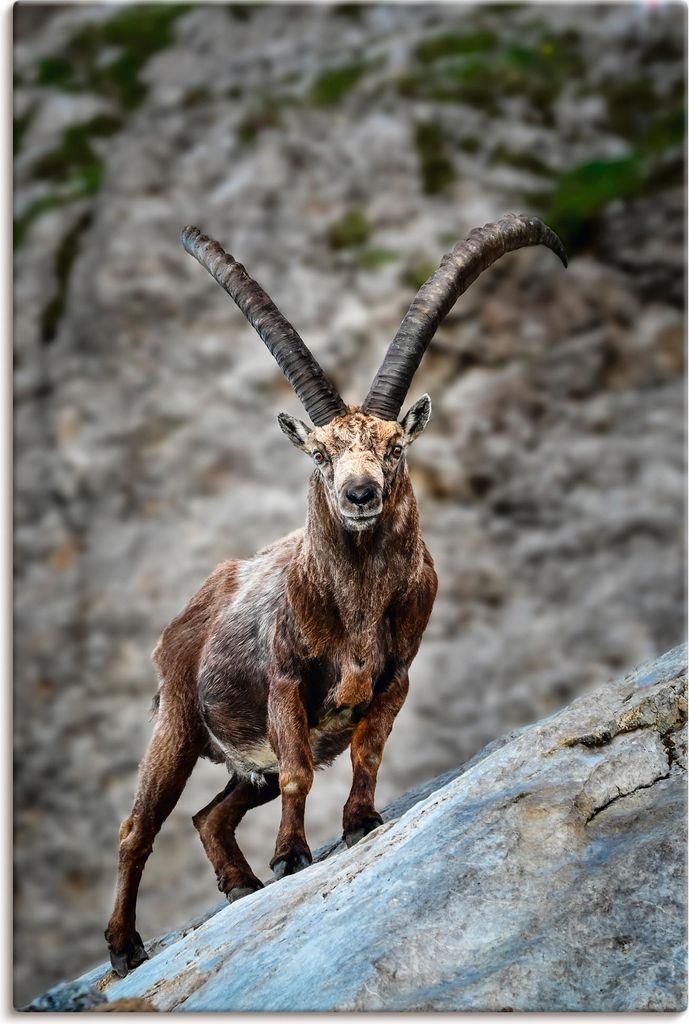 ARTland Leinwandbild Steinbock mit großen Hörnern Größe: 60x90 cm