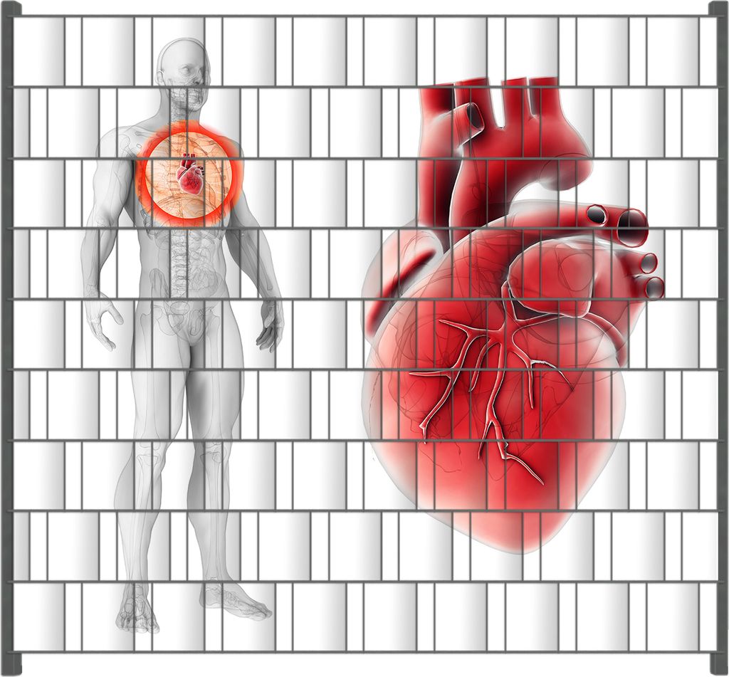 Wallario Zaunsichtschutz mit Motiv Anatomie des Menschen Herz in Nahansicht für Ein- und Doppelstabmatten Zäune in der Größe 200 x 180 cm