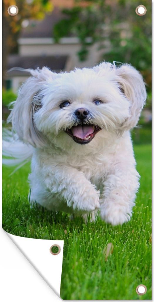 MuchoWow 80x160 cm Outdoor-Poster Gartendeko Sichtschutz Garten Poster für den Garten Ein Shih Tzu Hund läuft durch das grüne Gras