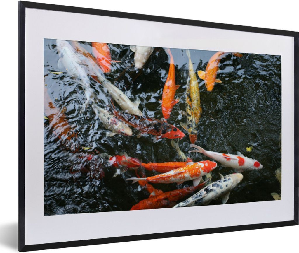 MuchoWow Gerahmtes Poster Eine große Gruppe von Koi-Karpfen 60x40 cm - Poster mit Schwarzem Bilderrahmen Wandposter Rahmen Foto Bilder - Schlafz...
