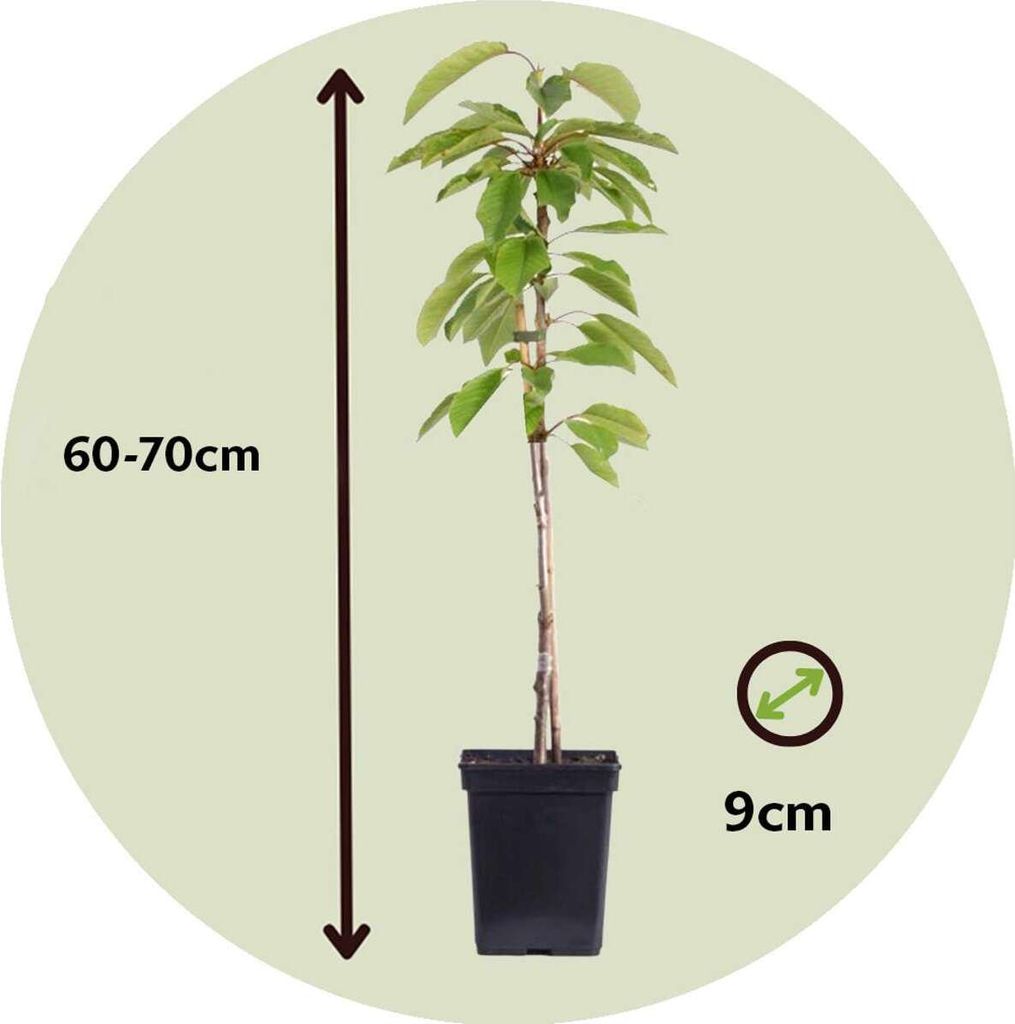 Směs ovocných stromů - 4 ks. - Malus, Pryus, Prunus - Výška Obrázek produktu 2