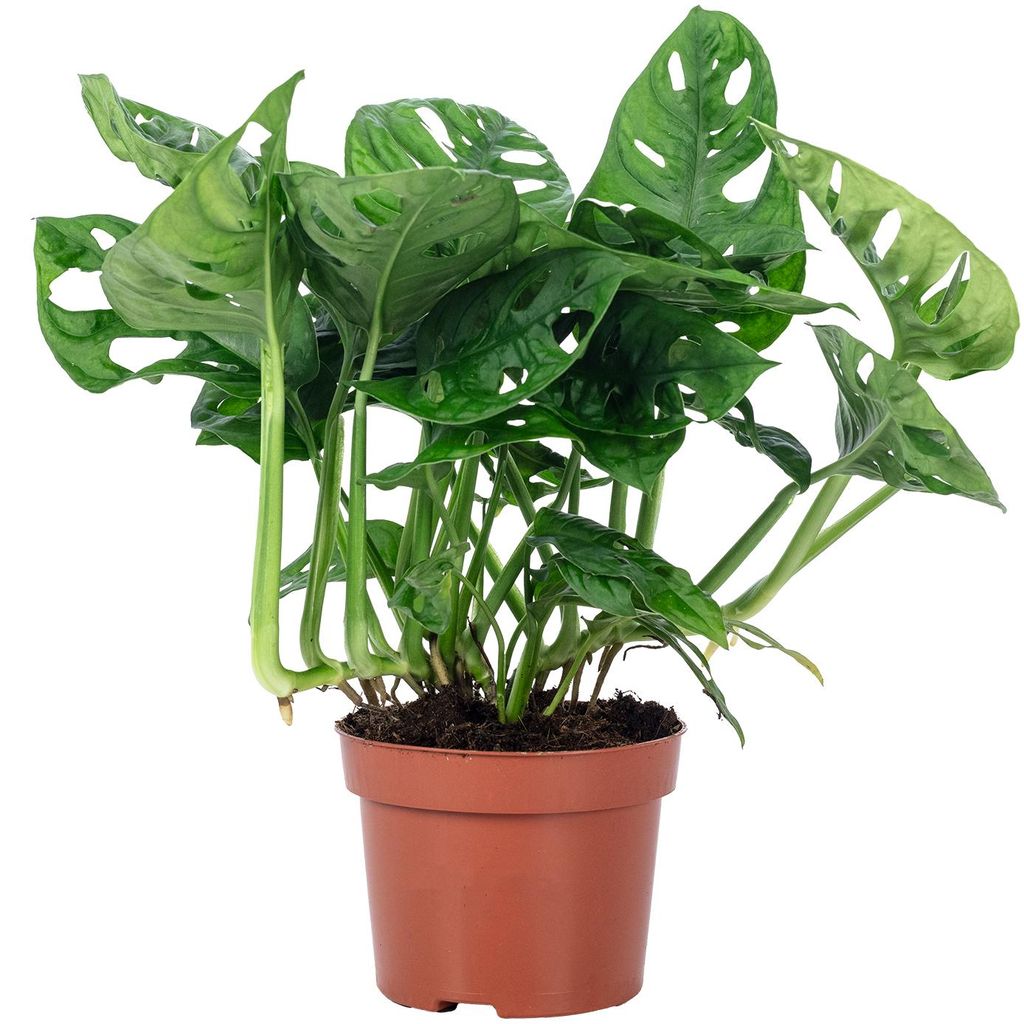 Fensterblatt - pflegeleichte Zimmerpflanze, Monstera 'Monkey' - Höhe ca. 25 cm ,Topf-Ø 12 cm