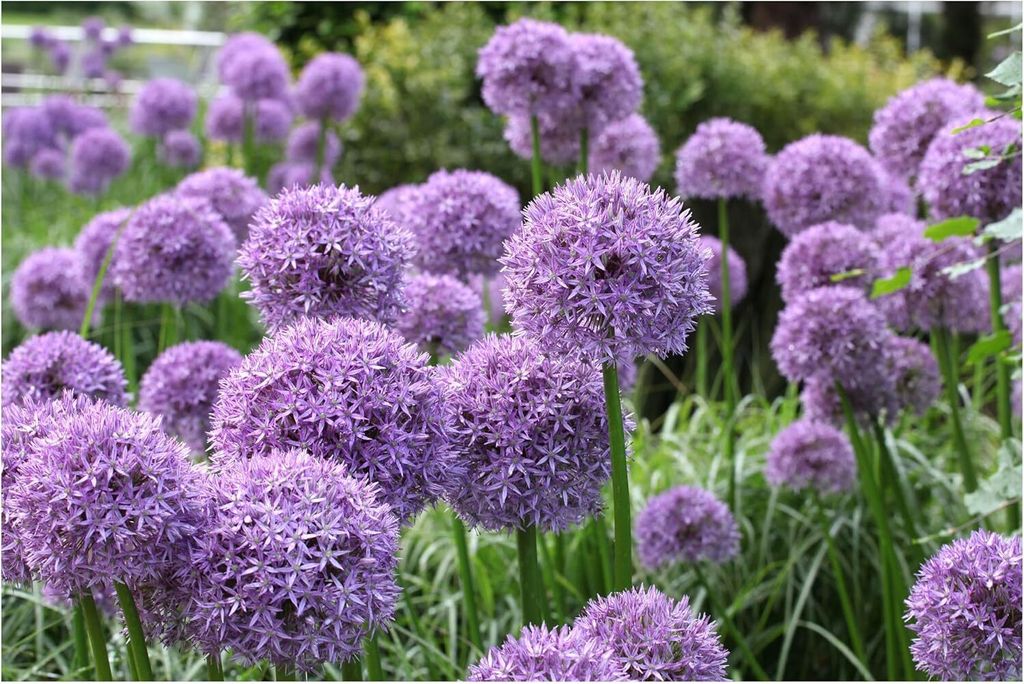 Stauden Gänge 1 x Allium 'Globemaster' im 1 Liter Topf - Riesen Zierlauch - Riesige Blütenkugeln für einen Wow-Effekt - Bienenfreundlich