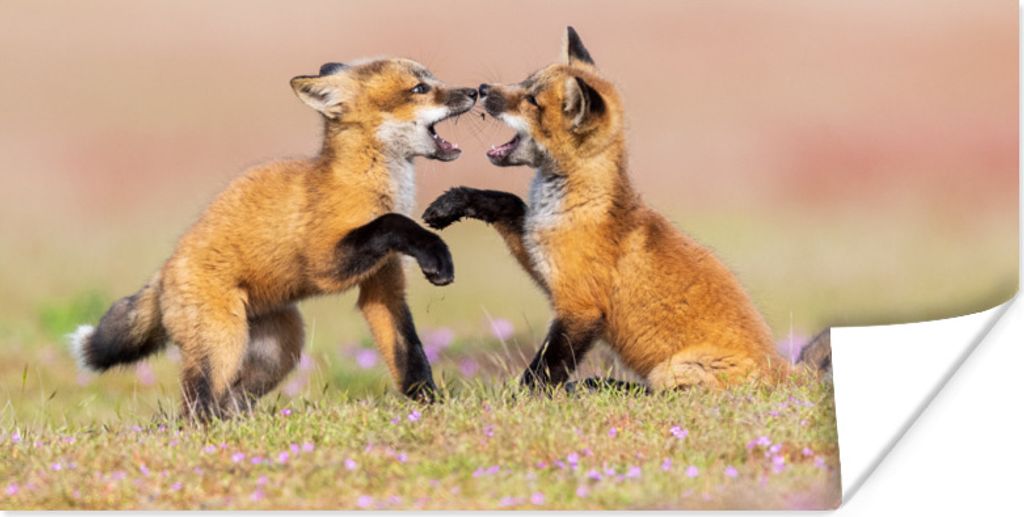 MuchoWow Poster Füchse - Blumen - Porträt 80x40 cm - Wanddeko