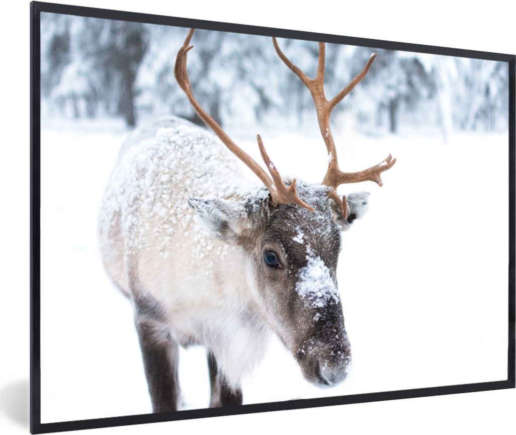 MuchoWow MuchoWow Gerahmtes Poster Hirsche - Rentiere - Schnee 60x40 cm - Poster mit zchwarzem Bilderrahmen - Printing - Wanddeko Schlafzimmer