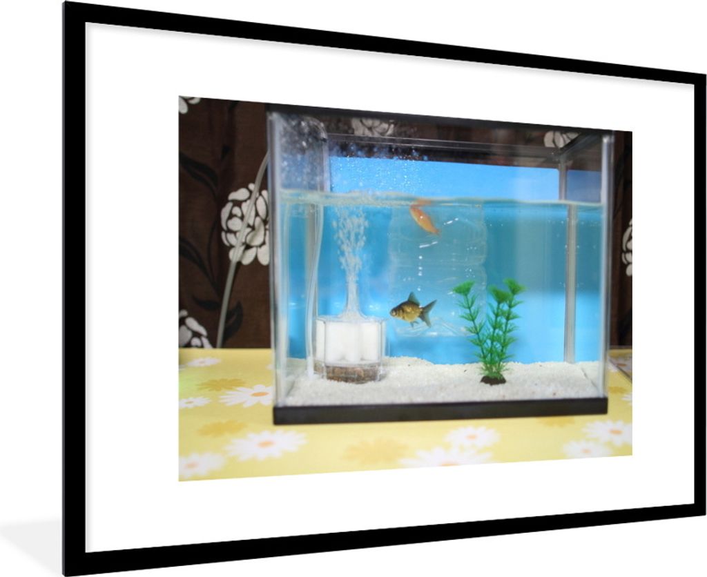 MuchoWow Gerahmtes Poster Zwei Fische in einem Aquarium 90x60 cm - Poster mit Schwarzem Bilderrahmen Wandposter Rahmen Foto Bilder - Wanddekorati...