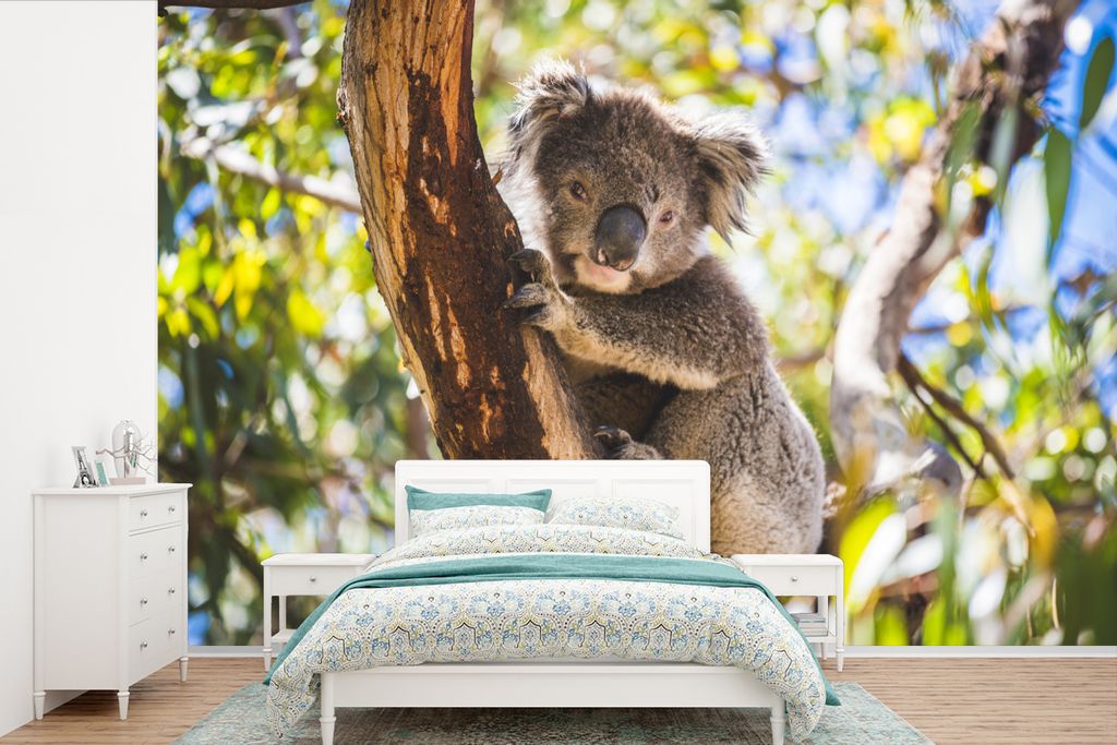 MuchoWow Fototapete für Wohnzimmer oder Schlafzimmer Wandtapete Vinyl Motivtapete Koala - Eukalyptus - Baum - 330x220 cm - Fototapeten