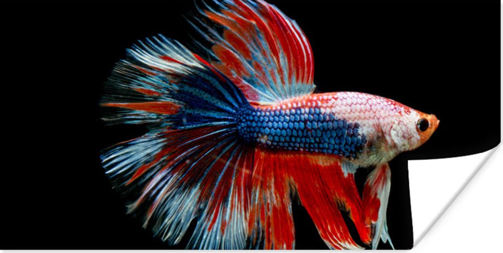 MuchoWow Poster Fisch - Meerestier - Schwanz - Blau 120x60 cm - Bild