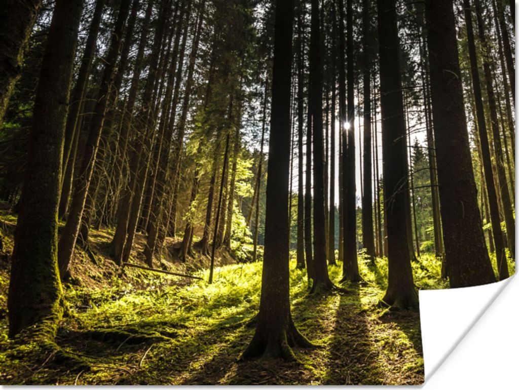 MuchoWow Poster Baum - Natur - Sonne - Wald 120x90 cm - Wandbild