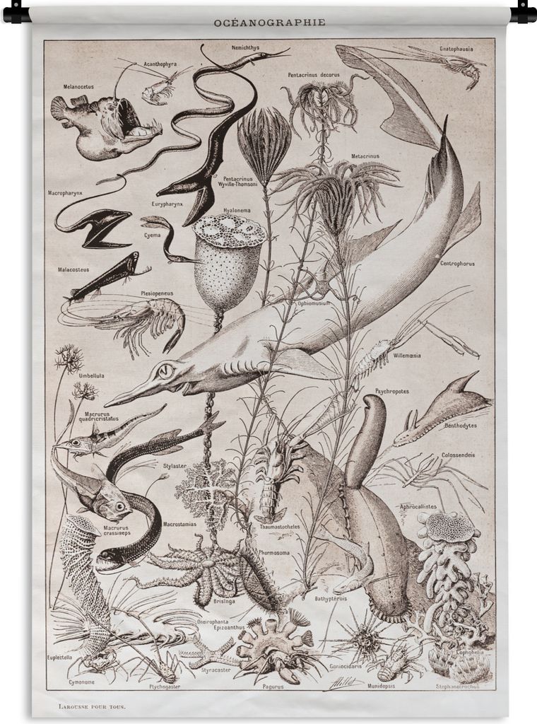 MuchoWow Wandteppich Wandbehang Tiere - Meerestiere - Schwarz - Weiß 60x90 cm Tapisserie Dekoration Wandtuch - Foto-Teppich - Abwaschbar