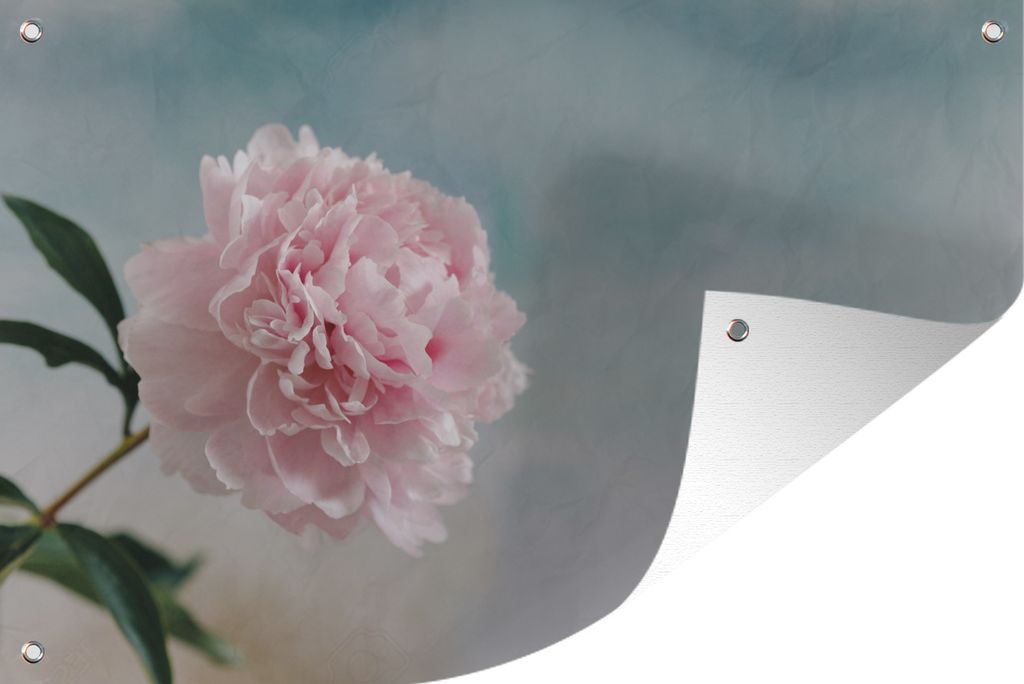 MuchoWow 120x80 cm Outdoor-Poster Gartendeko Sichtschutz Garten Poster für den Garten Rosa Pfingstrose auf grauem Hintergrund