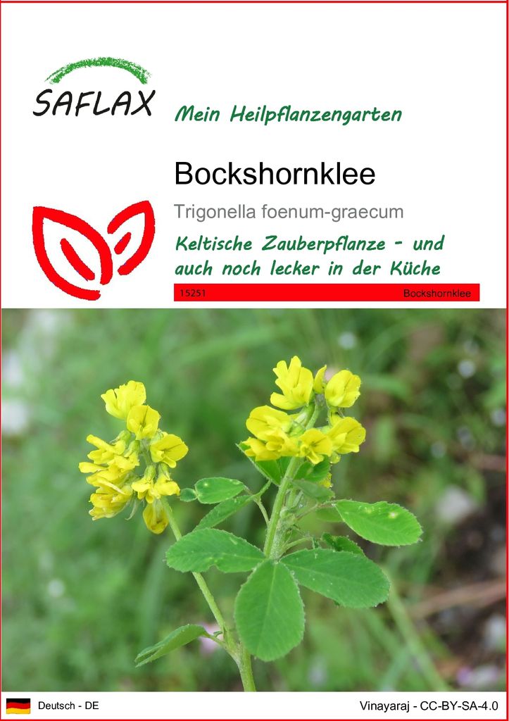 SAFLAX - Bockshornklee - Trigonella foenum-graecum - 100 Samen