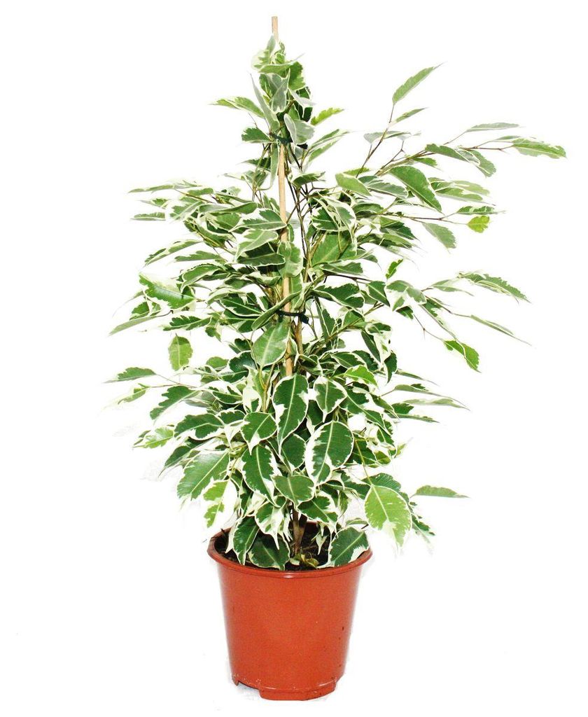 Exotické srdce – Ficus „Twilight“ – bílé listy – 1 rostlina Obrázek produktu 