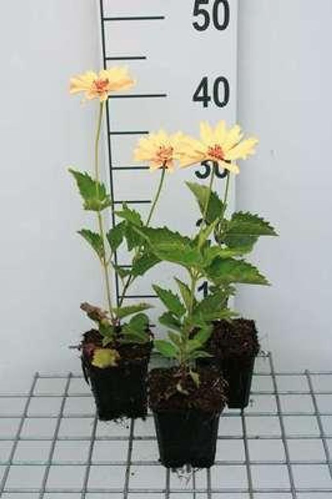 6 x Heliopsis hel. 'Venus' - Heliopsis - Topf 9 x 9 cm