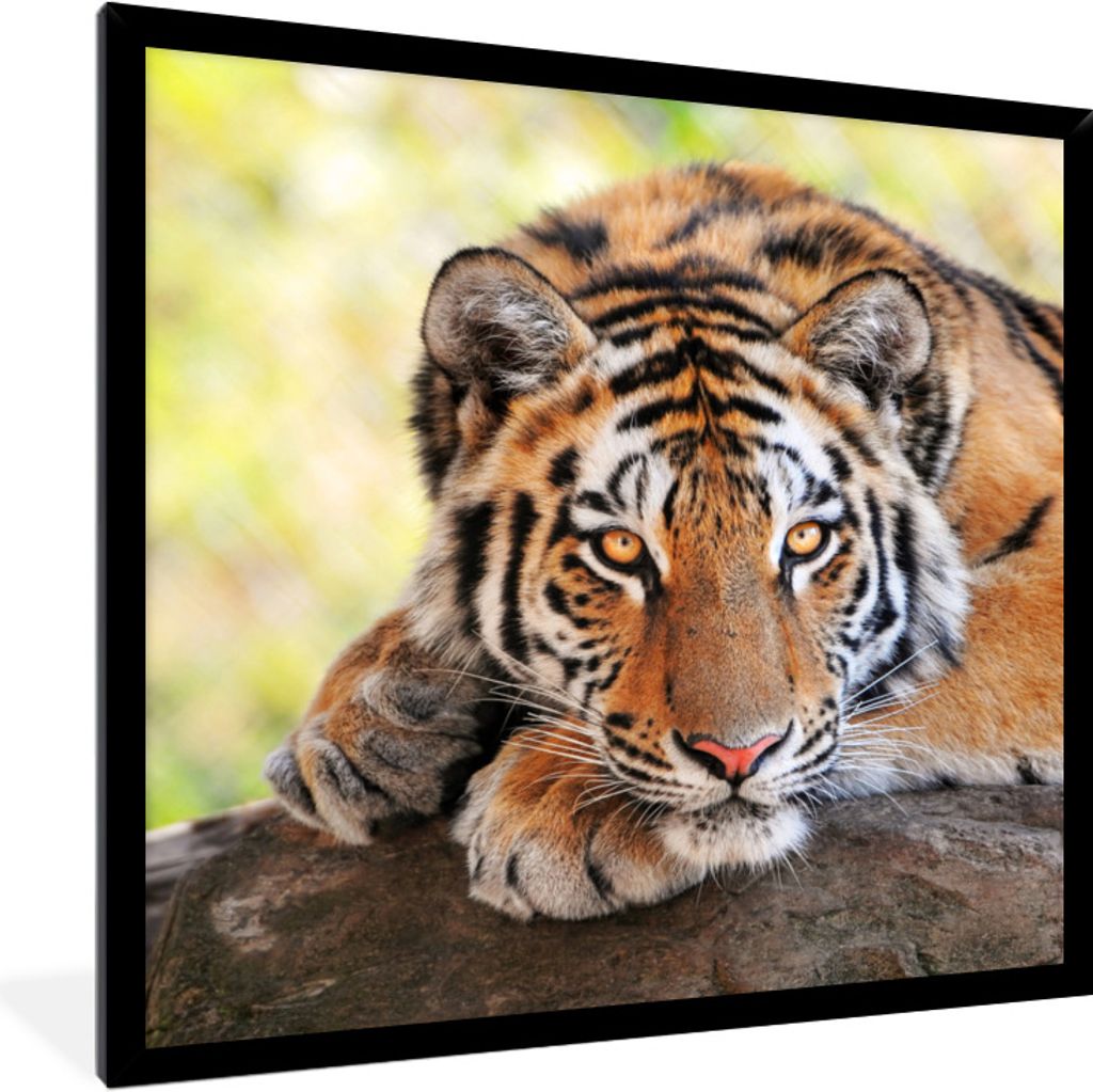 MuchoWow Gerahmtes Poster Junger Tiger liegt auf einem Baumstamm 40x40 cm - Poster mit Schwarzem Bilderrahmen Wandposter Rahmen Foto Bilder - Mit...