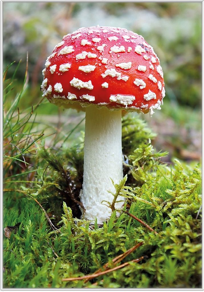 Wallario Wandbild Fliegenpilz im Wald, Größe: 70,30 x 100,30 cm, Poster mit weißem Kunststoffrahmen