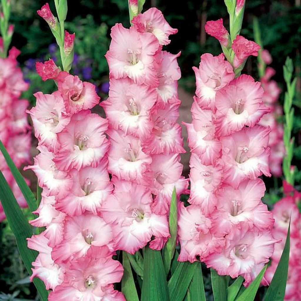 Gladiole Blumenzwiebeln Schwertblume Sommerblühende Mr Sandman 5 St.