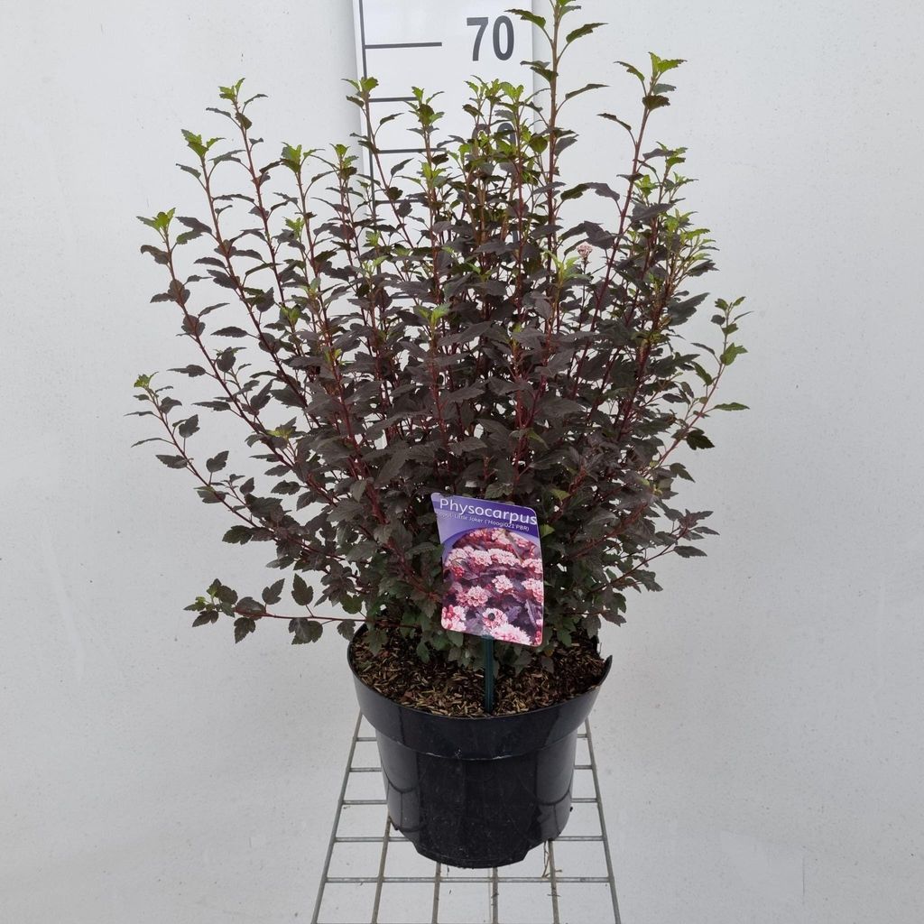 Physocarpus opulifolius Little Joker ('Hoogi021'PBR) - Blasenspiere | 40-50 cm im Topf