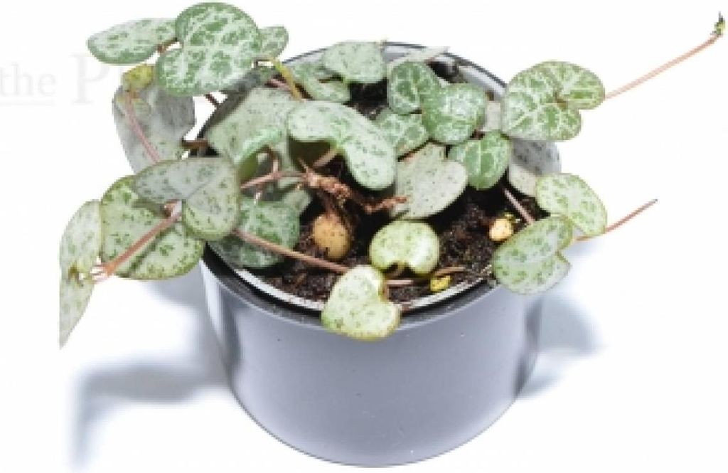 Ceropegia woodii Obrázek produktu 