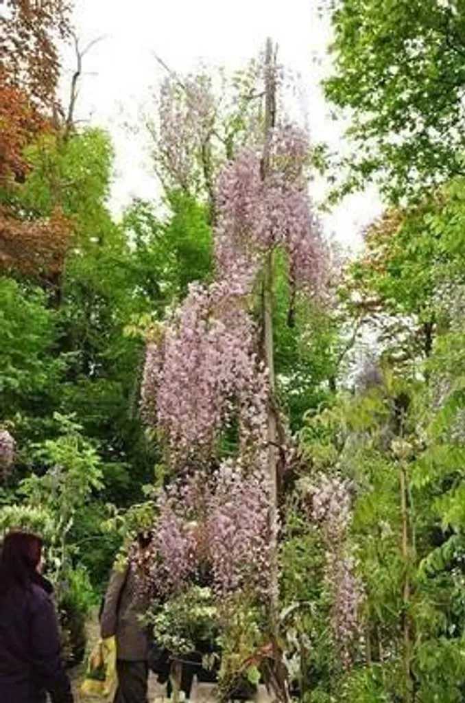 Glycine du Japon rose Honbeni arbuste grimpant rustique pot 80-100cm