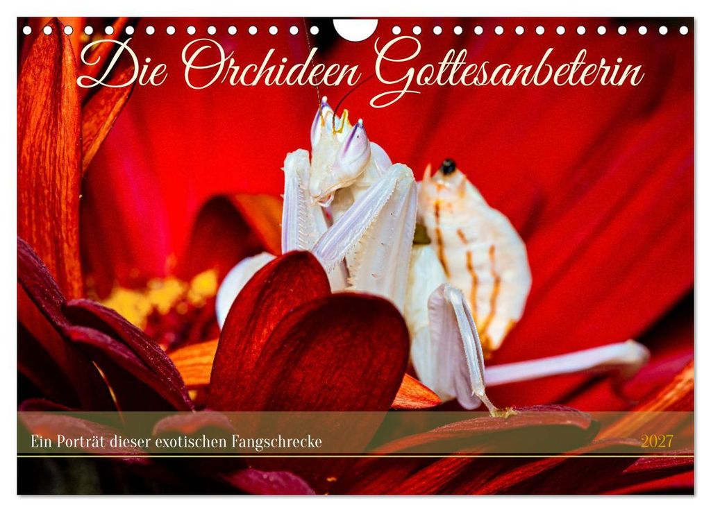 Die Orchideen Gottesanbeterin (Wandkalender 2027 DIN A4 quer), CALVENDO Monatskalender