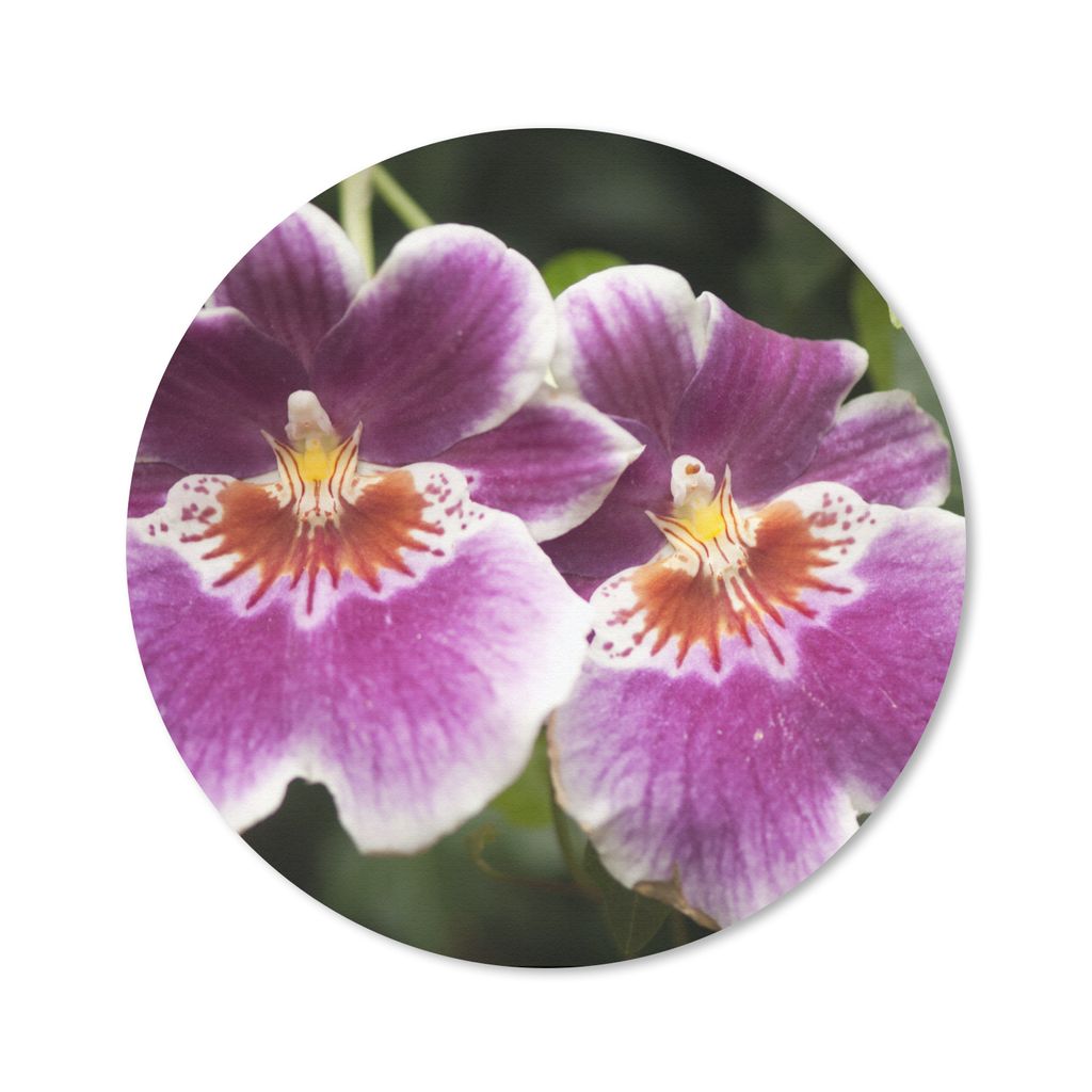 MuchoWow Mauspad Mousepad Wilde Orchidee 50x50 cm - Mousepads - Maus Mat - Pad - Mausunterlage - Vinyl