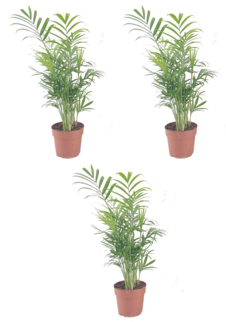 Bergpalme 3er Set 40cm Zimmerpflanze