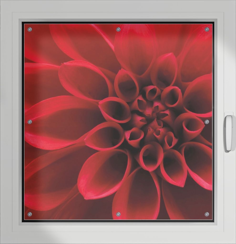 Wallario Lichtschutzbild, Dekorativer Sichtschutz Sonnenschutz 96 x 93 cm mit Motiv: Rote Dahlienblüte in Nahaufnahme - Verdunklung ohne Bohren