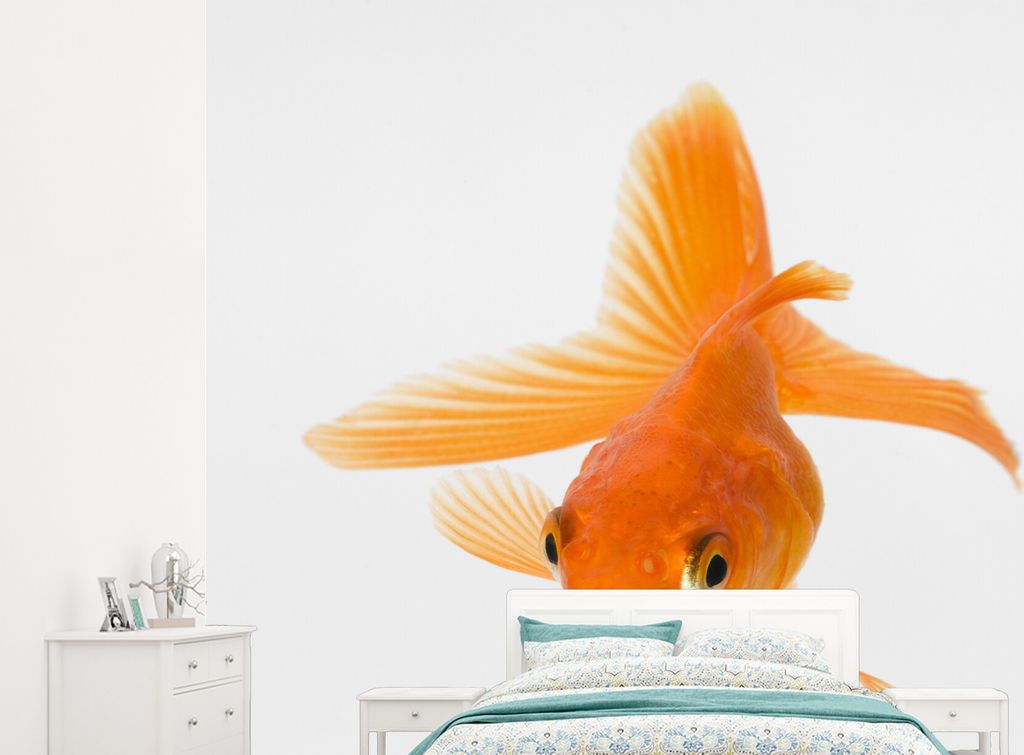 MuchoWow Fototapete für Wohnzimmer oder Schlafzimmer Wandtapete Vinyl Motivtapete Fische - Goldfisch - Weiß - 265x240 cm - Zimmer für Kinder