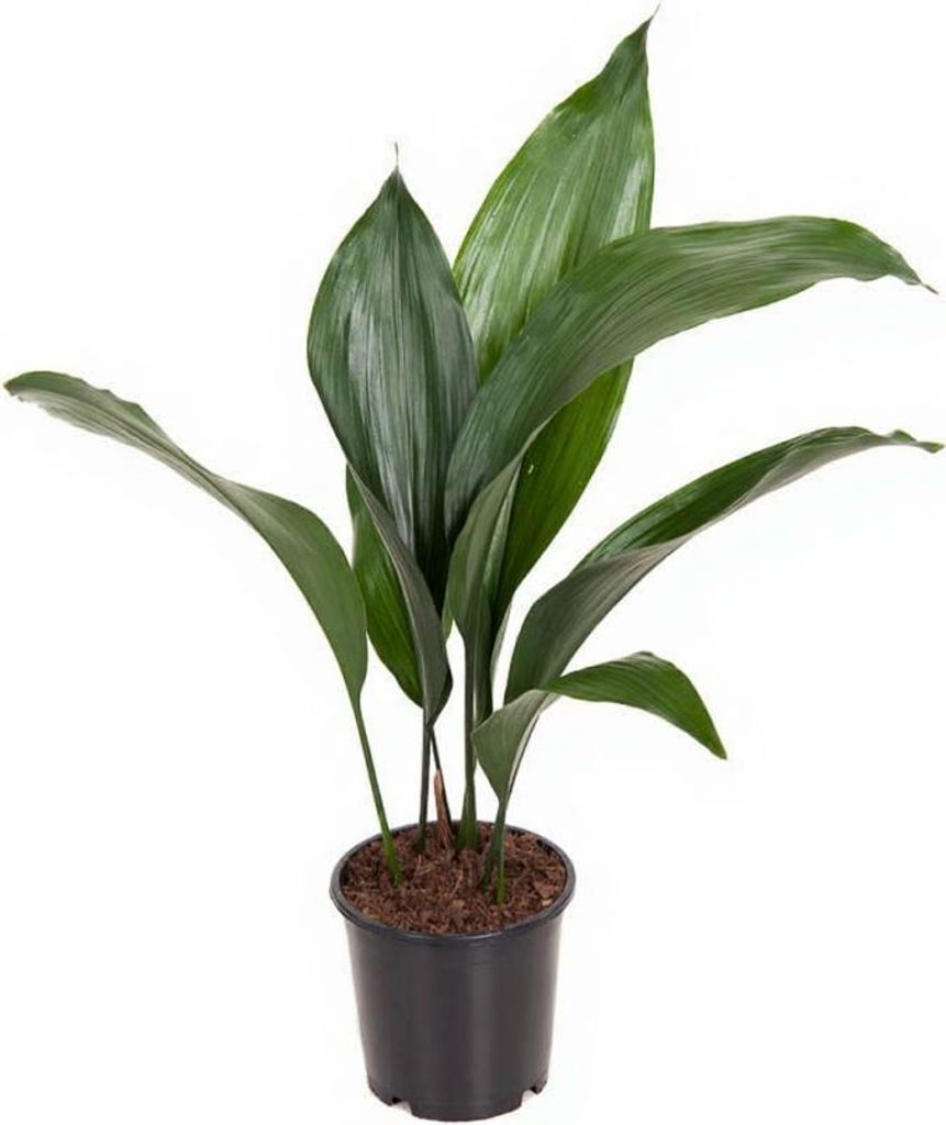 Schusterpalme Aspidistra Elatior 7 blättrig 13 cm Topf 50 cm Höhe