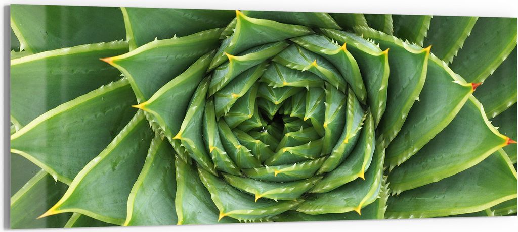 DEQORI Glasbild Acryl 125x50 cm 'Alchemie der Aloe' Wandbild Bild modern Deko