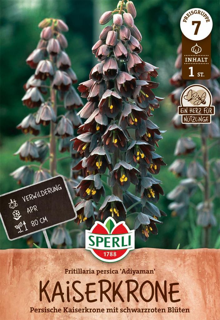 SPERLI Persische Kaiserkrone Adiyaman Fritillaria persica 1 Produktbild 