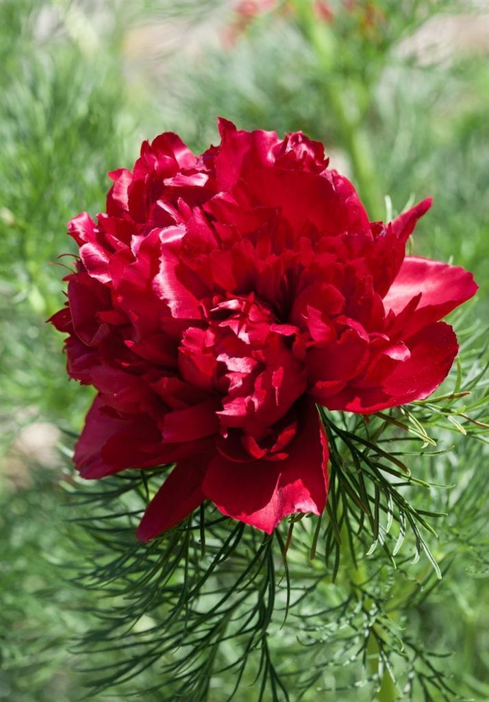 Paeonia tenuifolia, Pfingstrose, feingliedrig, ca. 11x11 cm Produktbild 