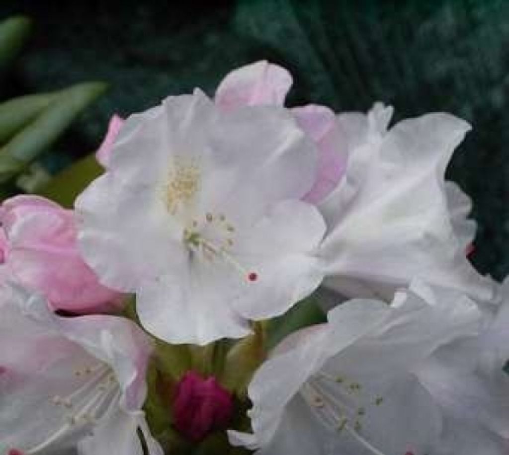 Rhododendron yakushimanun Grober Typ - Ball-Rhododendron - 25-30cm