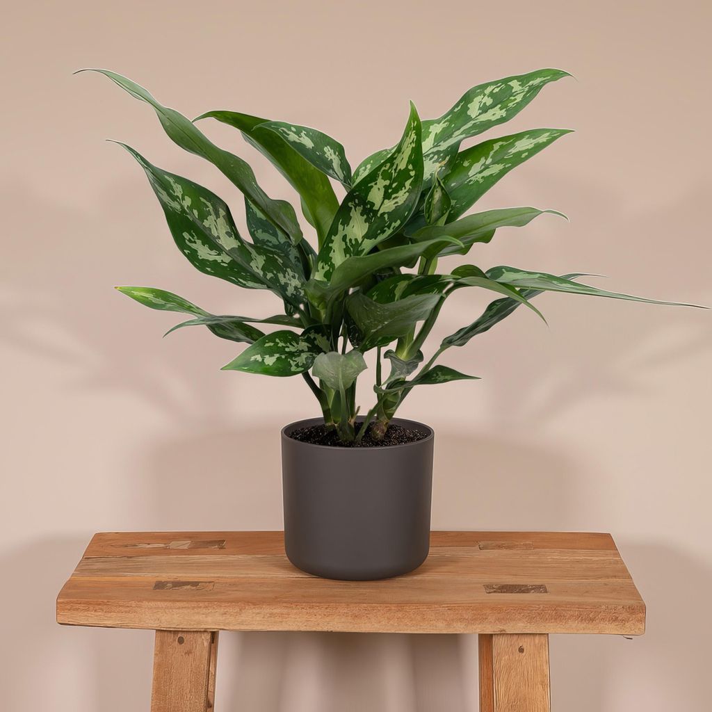 Grünpflanze Kolbenfaden (Aglaonema Maria) Kaufland.de