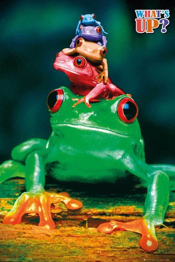 Frogs Poster Colours