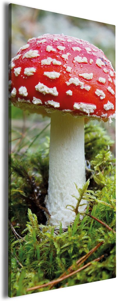Wallario Premium Leinwandbild Fliegenpilz im Wald in Größe 60 x 150 cm