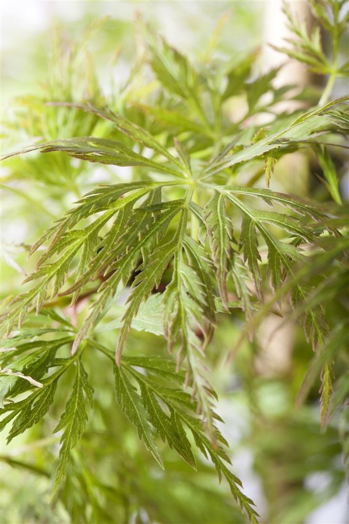 Acer palmatum 'Emerald Lace', Japanischer Ahorn, grün, 60–100 cm