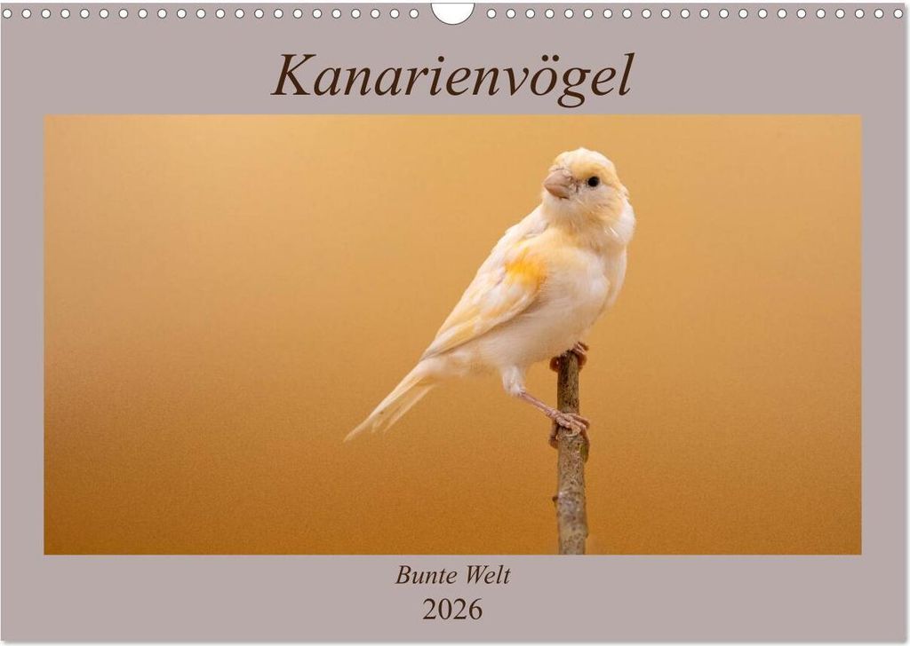 Kanarienvögel - Bunte Welt (Wandkalender 2026 DIN A3 quer), CALVENDO Monatskalender