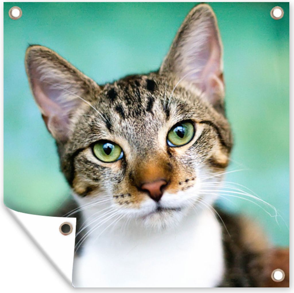 MuchoWow 50x50 cm Outdoor-Poster Gartendeko Sichtschutz Garten Poster für den Garten Katze - Porträt - Augen