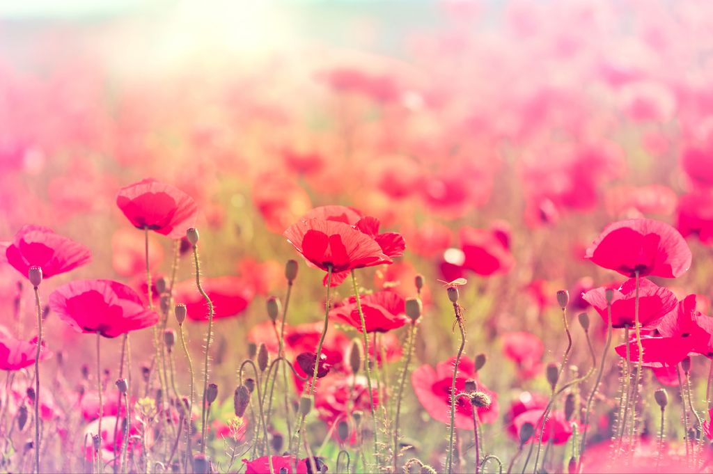 Muralo Fototapete Blumen 450 (B) x 300 (H) cm cm Vlies Tapete Wandtapeten Wohnzimmer Schlafzimmer moderne Wandbilder XXL Pflanzen Natur Wand Dekora...