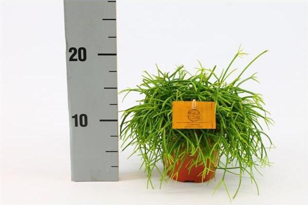 Exotische Rhipsalis Stachelloser Kaktus  15cm Pflegeleichte Zimmerpflanze  Im Top-Zustand