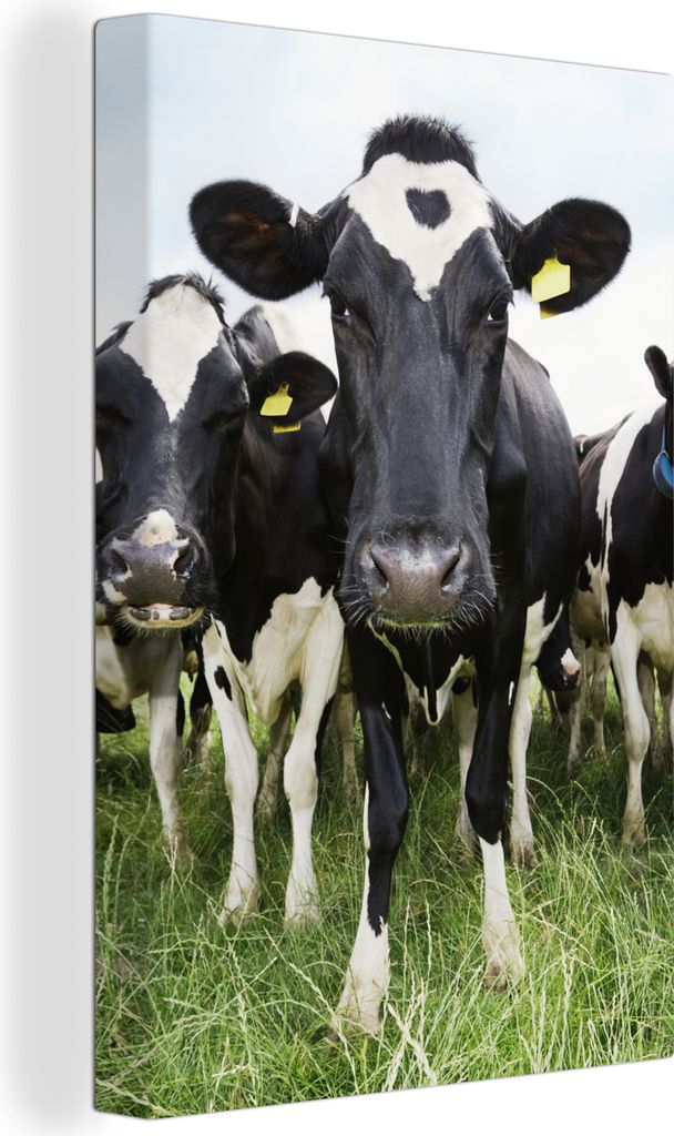 OneMillionCanvasses - Leinwandbilder - 90x140 cm, Kühe - Gras - Frühling - Tiere - Wiese - Bauernhof, Wandbilder Kunstdruck Wanddekoration - Fo...