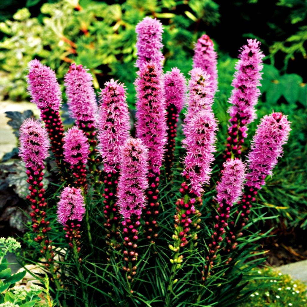 Liatra mehrjährig Staude Blüten Rhizom Liatris Spicata Produktbild 