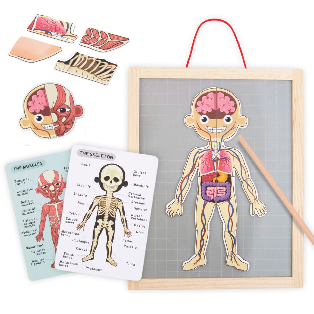 Magnetyczne puzzle - Nauka anatomii - Ciało człowieka Zdjęcie produktu 